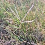 Digitaria macroblephara Flower