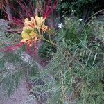 Caesalpinia gilliesii Flor