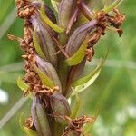 Gymnadenia conopsea Плід