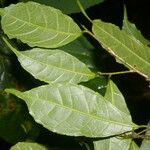 Sorocea affinis Jani