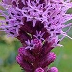 Liatris spicata Цветок