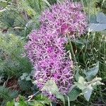 Allium nigrum Kwiat