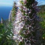 Echium hierrense Blüte