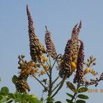 Albertisia cuneata Otro