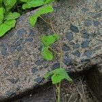 Ipomoea lacunosa Fuelha