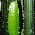 Euphorbia triangularis Leaf