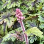 Tiarella cordifolia Flower