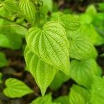 Dioscorea villosa Blatt