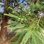 Cryptomeria japonica Лист