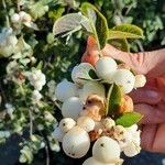 Symphoricarpos albusFroito