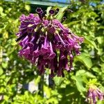 Iochroma cyaneum Blomma