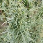 Cannabis sativaBlatt