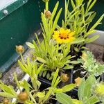 Coreopsis grandifloraKvět