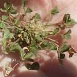 Trifolium suffocatum Libunga