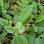 Stachys germanicaFolio