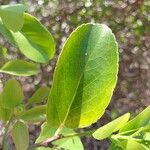 Flacourtia indica Blatt