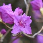 Rhododendron mucronulatum 花