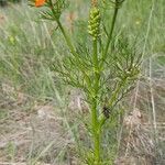 Adonis flammea Fruit