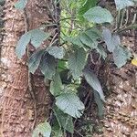 Monstera spruceana Leaf