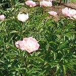 Paeonia lactiflora Агульны выгляд