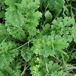 Senecio doria Leaf