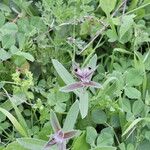 Nonea vesicaria Flor