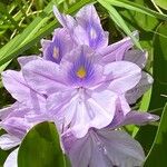Pontederia crassipes Цвят