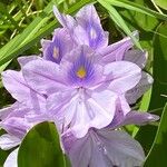 Pontederia crassipes Blüte