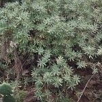 Euphorbia balsamifera Leaf