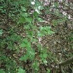 Crataegus marshallii Leaf