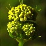 Sanicula laciniata Flower