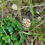 Trifolium repensBlodyn