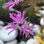 Silene flos-cuculi Flor