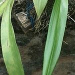 Polystachya odorata Blatt