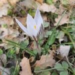 Crocus reticulatus 花