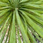 Yucca rostrata ᱥᱟᱠᱟᱢ