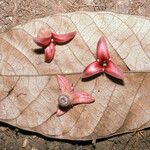 Annona ambotay Flors