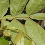 Inga edulis Leaf