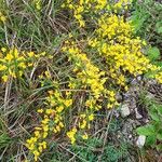 Cytisus decumbens Flower