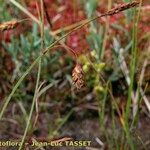 Carex limosa Blodyn