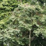 Diospyros polystemon Yeri