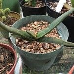 Aloe fleurentinorum Liść