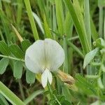 Vicia grandiflora आदत