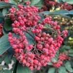 Cotoneaster lacteusFruit