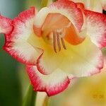 Gladiolus dalenii 花