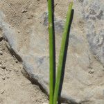 Juncus alpinoarticulatus Hoja