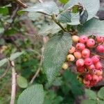 Viburnum lantanaFfrwyth