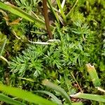 Mutellina adonidifolia 葉