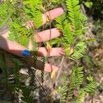 Lysiloma latisiliquum Other