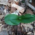 Galearis spectabilis Blüte